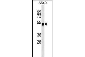 TRIM54 Antibody (N-term) (ABIN657215 and ABIN2846323) western blot analysis in A549 cell line lysates (35 μg/lane). (TRIM54 anticorps  (N-Term))