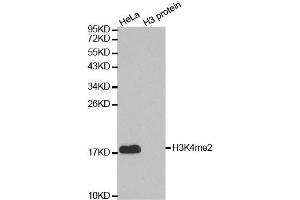 Western blot analysis of extracts of various cell lines, using DiMethyl-Histone H3-K4 antibody. (Histone 3 anticorps  (H3K4me))
