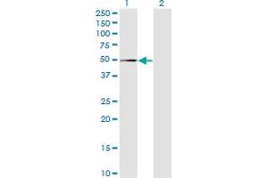 Western Blot analysis of MPND expression in transfected 293T cell line by FLJ14981 monoclonal antibody (M01), clone 1C12.