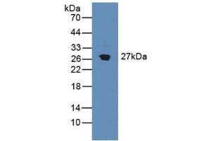 Detection of SDF4 in Mouse Pancreas Tissue using Polyclonal Antibody to Stromal Cell Derived Factor 4 (SDF4) (SDF4 anticorps  (AA 184-382))