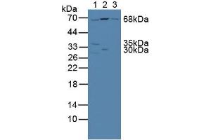 Figure. (NUP85 anticorps  (AA 418-653))