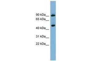 Image no. 1 for anti-WD Repeat Domain, phosphoinositide Interacting 1 (WIPI1) (AA 359-408) antibody (ABIN6742099) (WIPI1 anticorps  (AA 359-408))