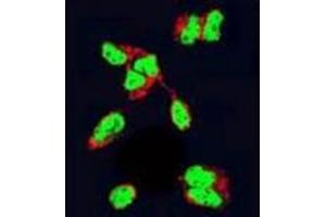 Confocal immunofluorescent analysis of HDAC2 Antibody (Center) Cat. (HDAC2 anticorps  (Middle Region))