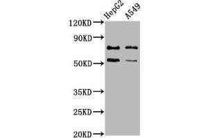 Western Blot Positive WB detected in: HepG2 whole cell lysate, A549 whole cell lysate All lanes: GCNA antibody at 4. (Acidic Repeat-Containing Protein (GCNA) (AA 364-443) anticorps)