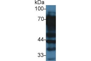 Western blot analysis of Rat Liver lysate, using Rat VTN Antibody (3 µg/ml) and HRP-conjugated Goat Anti-Rabbit antibody ( (Vitronectin anticorps  (AA 21-400))