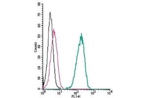 Cell surface detection of TRPV4 by indirect flow cytometry in live intact human THP-1 monocytic leukemia cells:  (black line) Cells.