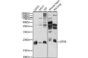 Western blot analysis of extracts of various cell lines, using GPX8 antibody (ABIN7267437) at 1:1000 dilution. (GPX8 anticorps)