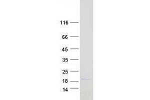 Validation with Western Blot