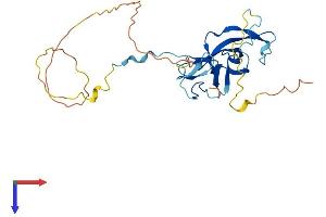 AlphaFold protein structure predicition of Human Recombinant GATAD1 Protein, UniprotID Q8WUU5