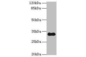 Western blot All lanes: TMEM53 antibody at 5 μg/mL + Mouse brain tissue Secondary Goat polyclonal to rabbit IgG at 1/10000 dilution Predicted band size: 32, 24 kDa Observed band size: 32 kDa (TMEM53 anticorps  (AA 1-170))