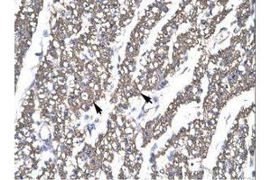 Image no. 1 for anti-SMAD, Mothers Against DPP Homolog 6 (SMAD6) (AA 137-182) antibody (ABIN202662)