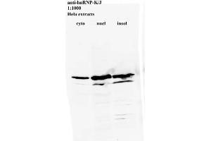 Western blot for anti-hnRNP-K/J on HeLa cell extracts (HNRNPK anticorps)