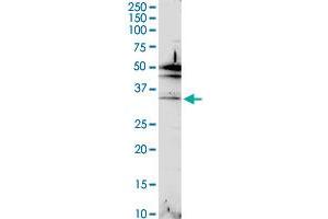 C2orf47 MaxPab rabbit polyclonal antibody. (C2orf47 anticorps  (AA 1-291))