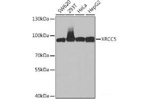 Western blot analysis of extracts of various cell lines using XRCC5 Polyclonal Antibody at dilution of 1:1000.