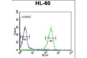 FKBP11 Antibody (N-term) (ABIN390761 and ABIN2841018) flow cytometric analysis of HL-60 cells (right histogram) compared to a negative control cell (left histogram). (FKBP11 anticorps  (N-Term))
