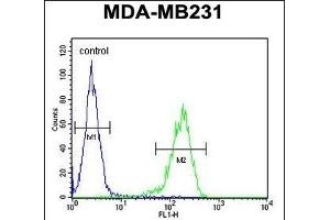 YWHAZ Antibody (Center) (ABIN652428 and ABIN2842220) flow cytometric analysis of MDA-M cells (right histogram) compared to a negative control cell (left histogram). (14-3-3 zeta anticorps  (AA 65-93))