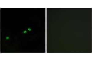 Immunofluorescence analysis of HeLa cells, using Centromeric Protein A (Phospho-Ser7) Antibody. (CENPA anticorps  (pSer7))