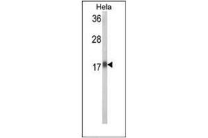 Western blot analysis in HeLa cell line lysates (35 ug/lane) using RPL31 Antibody (Center) Cat. (RPL31 anticorps  (Middle Region))