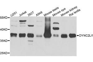 Western blot analysis of extracts of various cell lines, using DYNC2LI1 antibody. (DYNC2LI1 anticorps)