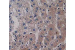 Figure. (LMAN2 anticorps  (AA 45-322))