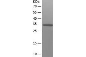Western Blotting (WB) image for Crystallin, zeta (CRYZ) (AA 1-329) protein (His-IF2DI Tag) (ABIN7122506)