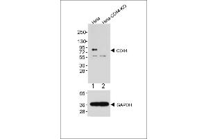 All lanes : Anti-CD44 Antibody at 1:2000 dilution (upper) Lane 1: Hela Lane 2: Hela-CD44-Knock out Lysates/proteins at 20 μg per lane.