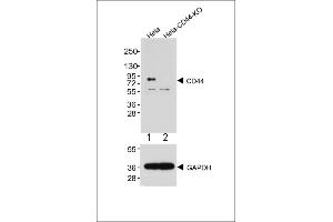 All lanes : Anti-CD44 Antibody at 1:2000 dilution (upper) Lane 1: Hela Lane 2: Hela-CD44-Knock out Lysates/proteins at 20 μg per lane. (CD44 anticorps  (C-Term))