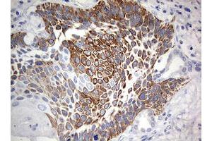 Immunohistochemistry (IHC) image for anti-Chromosome 3 Open Reading Frame 15 (C3orf15) (AA 1-313) antibody (ABIN2715591) (C3orf15 anticorps  (AA 1-313))