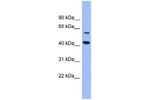 GFOD1 antibody used at 1 ug/ml to detect target protein. (GFOD1 anticorps  (Middle Region))