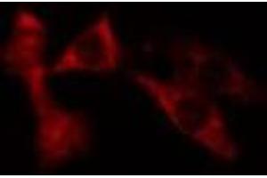 ABIN6275683 staining NIH-3T3 cells by IF/ICC.