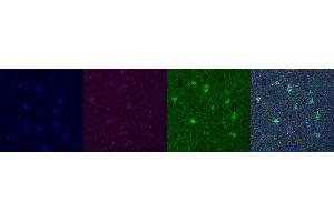 Immunohistochemistry (IHC) image for anti-Aldehyde Dehydrogenase 1 Family, Member L1 (ALDH1L1) antibody (ABIN7456025)