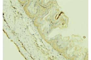 ABIN6273655 at 1/100 staining Mouse colon tissue by IHC-P. (FIL1h anticorps  (C-Term))