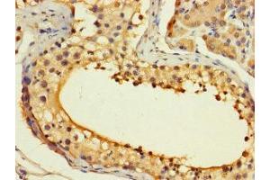 Immunohistochemistry of paraffin-embedded human testis tissue using ABIN7155297 at dilution of 1:100