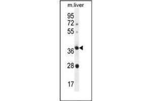Western blot analysis of OR4A15 Antibody (C-term) in Mouse liver tissue lysates (35ug/lane). (OR4A15 anticorps  (C-Term))