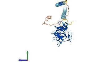 AlphaFold protein structure predicition of Mouse Recombinant Asgr2 Protein, UniprotID P24721