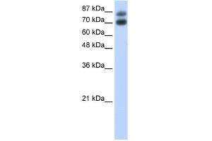 WB Suggested Anti-HNRPUL1 Antibody Titration:  0.