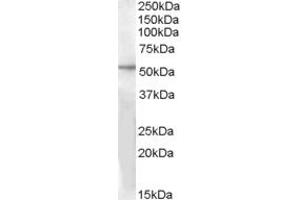 Western Blotting (WB) image for anti-G Protein-Coupled Receptor 142 (GPR142) (AA 298-310) antibody (ABIN343023) (GPR142 anticorps  (AA 298-310))