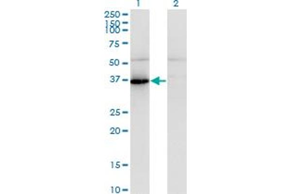 PANK1 antibody  (AA 310-409)