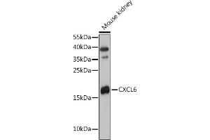 Western blot analysis of extracts of Mouse kidney, using CXCL6 antibody (ABIN7266316) at 1:3000 dilution. (CXCL6 anticorps  (AA 38-114))