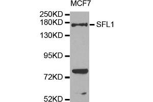 Western blot analysis of extracts of MCF7 cells, using SFI1 antibody. (SFI1 anticorps)