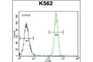 FBRSL1 Antibody (C-term) (ABIN655754 and ABIN2845198) flow cytometric analysis of K562 cells (right histogram) compared to a negative control cell (left histogram). (FBRSL1 anticorps  (C-Term))