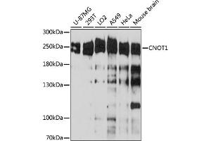 Western blot analysis of extracts of various cell line, using CNOT1 antibody (ABIN6127561, ABIN6138777, ABIN6138778 and ABIN6221649) at 1:3000 dilution. (CNOT1 anticorps  (AA 2137-2376))