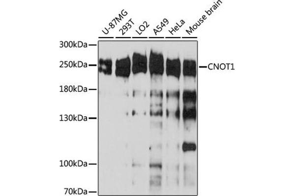 CNOT1 antibody  (AA 2137-2376)