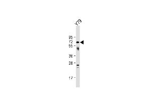 Anti-NEURL Antibody (Center) at 1:1000 dilution + Y79 whole cell lysate Lysates/proteins at 20 μg per lane. (NEURL anticorps  (AA 158-186))