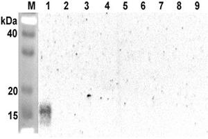 Western blot analysis using anti-ANGPTL5 (CCD) (human), pAb  at 1:2'000 dilution. (ANGPTL5 anticorps  (Coiled coil domain))