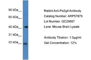 Western Blotting (WB) image for anti-Proliferation-Associated 2G4, 38kDa (PA2G4) (C-Term) antibody (ABIN2787439) (PA2G4 anticorps  (C-Term))