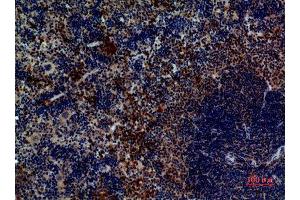 Immunohistochemistry (IHC) analysis of paraffin-embedded Mouse Spleen, antibody was diluted at 1:100. (PAX5 anticorps  (Internal Region))