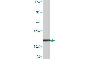 Western Blot detection against Immunogen (36.
