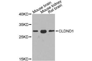 Western blot analysis of extracts of various cell lines, using CLDND1 antibody. (CLDND1 anticorps)
