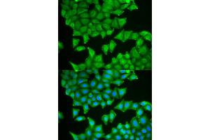 Immunofluorescence (IF) image for anti-Prostaglandin E Synthase 3 (Cytosolic) (PTGES3) antibody (ABIN1876513) (PTGES3 anticorps)